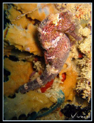 Hippocampus Kuda by Gustavo Viviani 